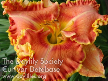 Daylily Song of Ukraine